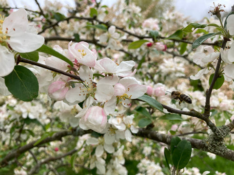 trees can provide great habitats for insects | bee buzzes around some crab apple blossom