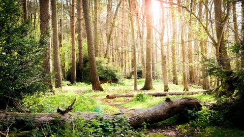 English forest in the sunshine