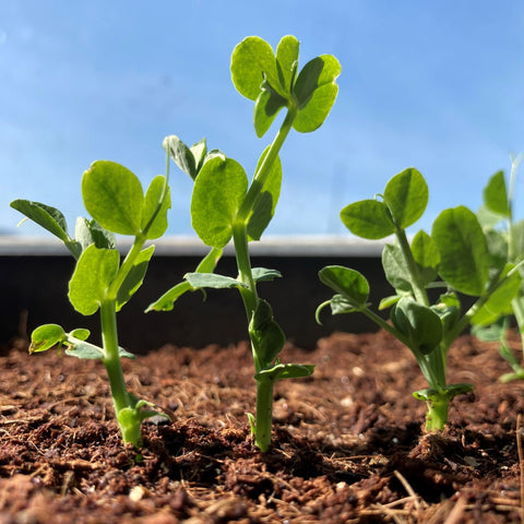Pea Seedlings in the Sun