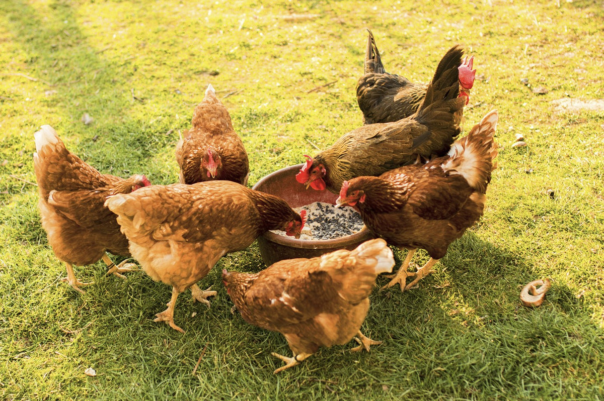 Markeer formeel horizon Wat kippen eten - en wat ze niet eten | HÜHNERBARON®