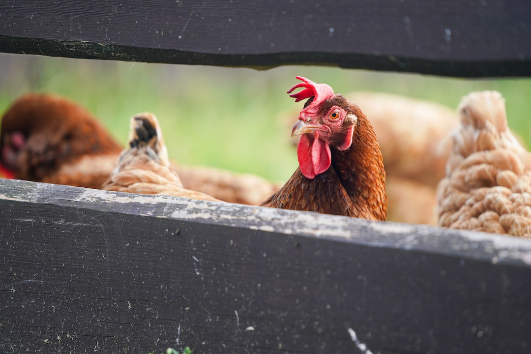 Ein Huhn schaut durch einen Gartenzaun