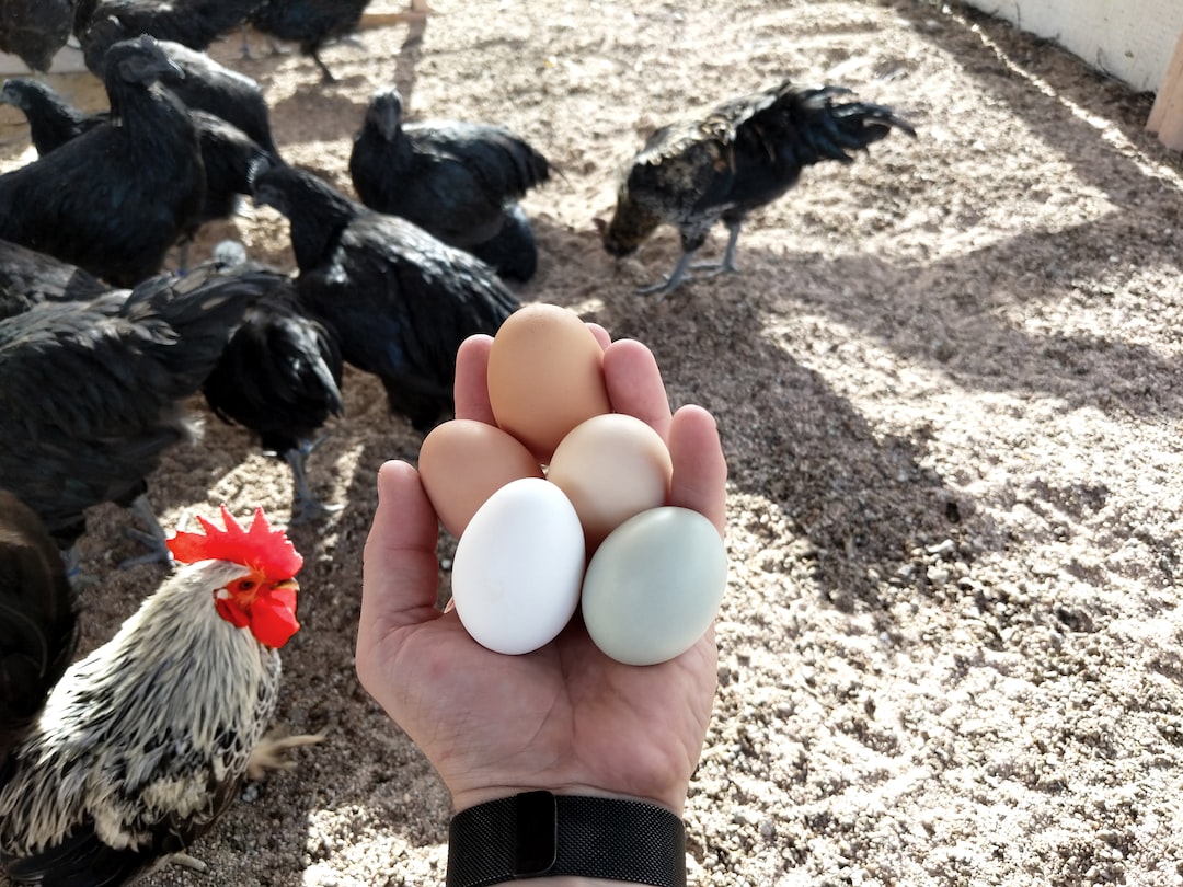 Eine Hand mit Eiern und schwarzen Hühnern im Hintergrund