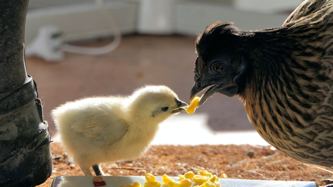 Eine Henne füttert ihr Küken