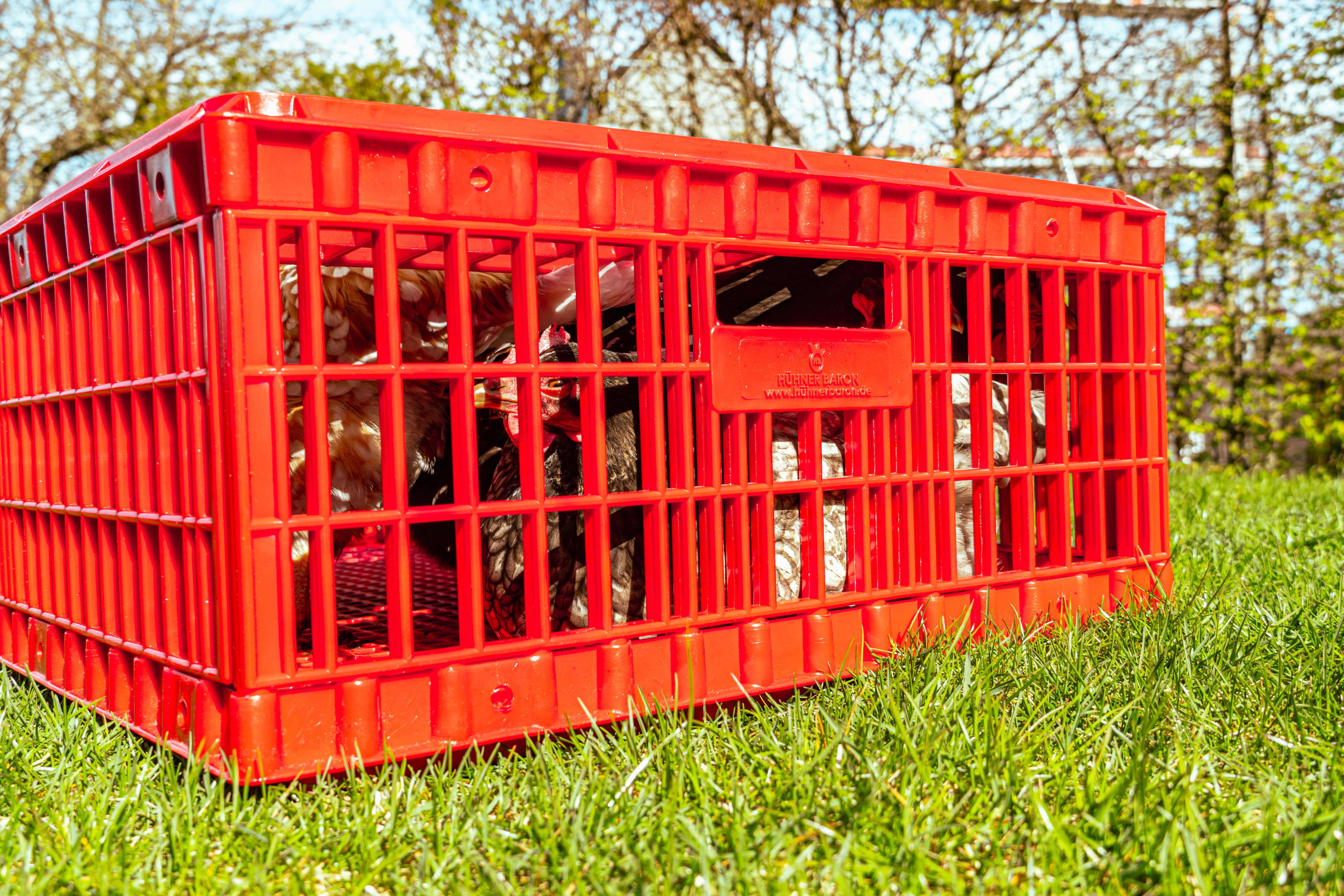 Eine Hühnertransportbox auf einer grünen Wiese mit Hühnern darin