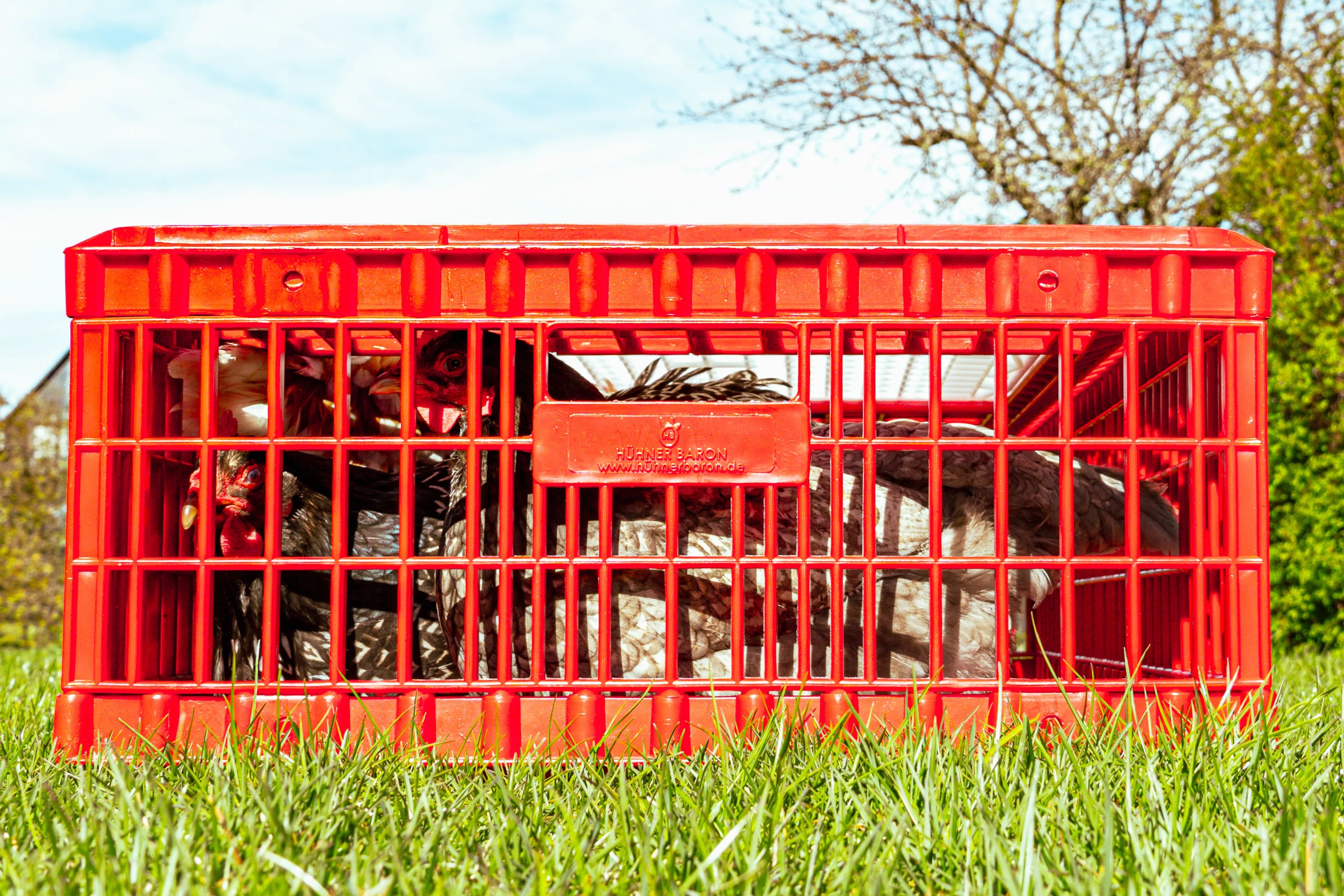 Eine Hühner-Transportbox von Hühnerbaron