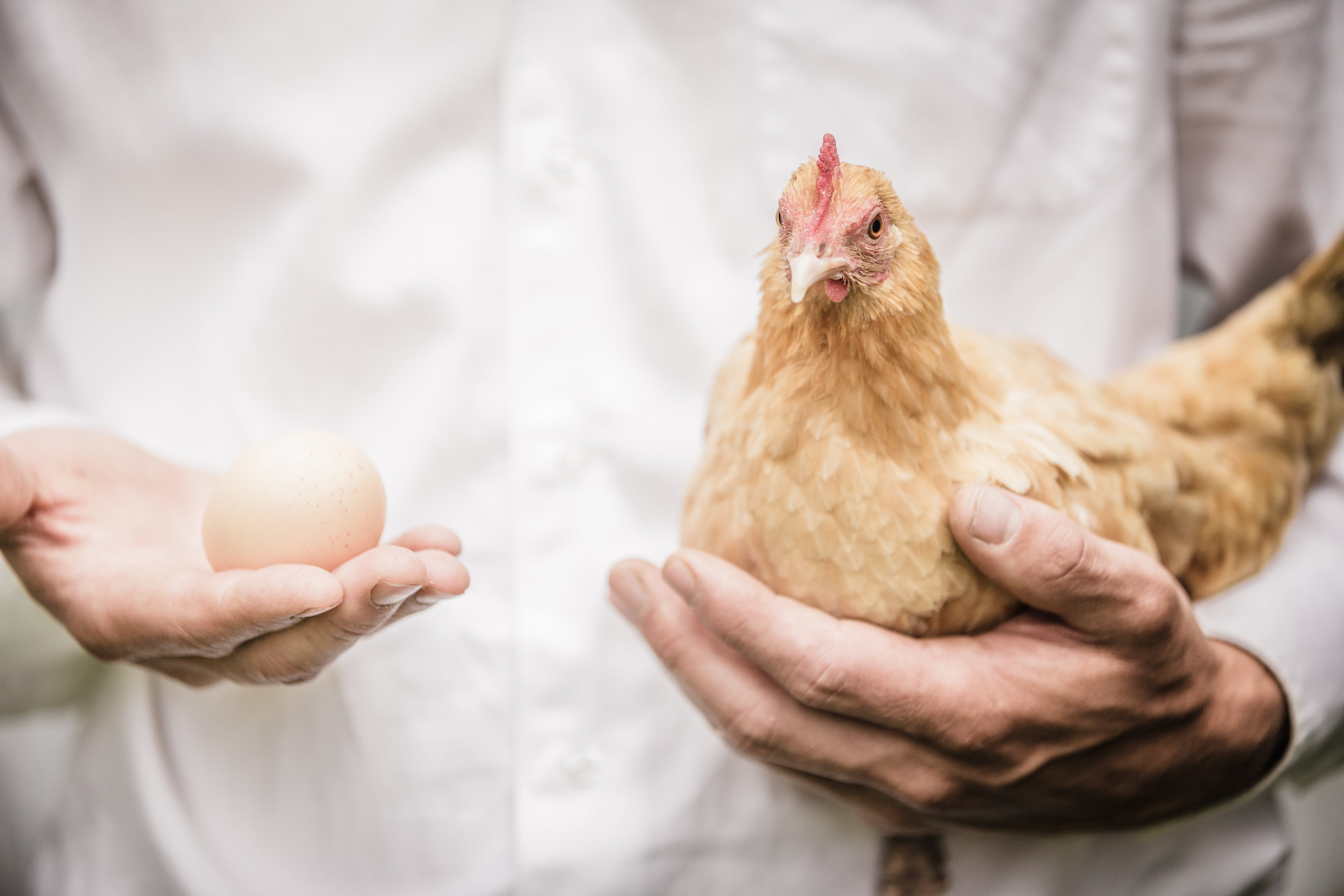 Man hält Huhn und Ei in seiner Hand