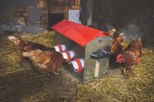 Futterautomaten für Hühner