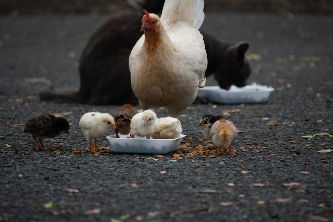 Henne beim Essen mit ihren Küken