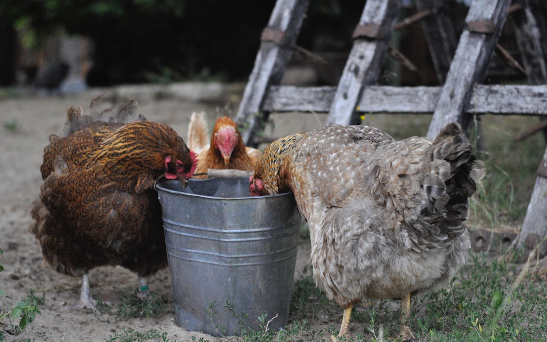 Hühner die im Eimer essen