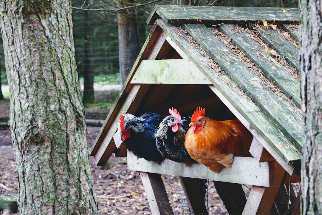 Hühner auf einer Holz Stange