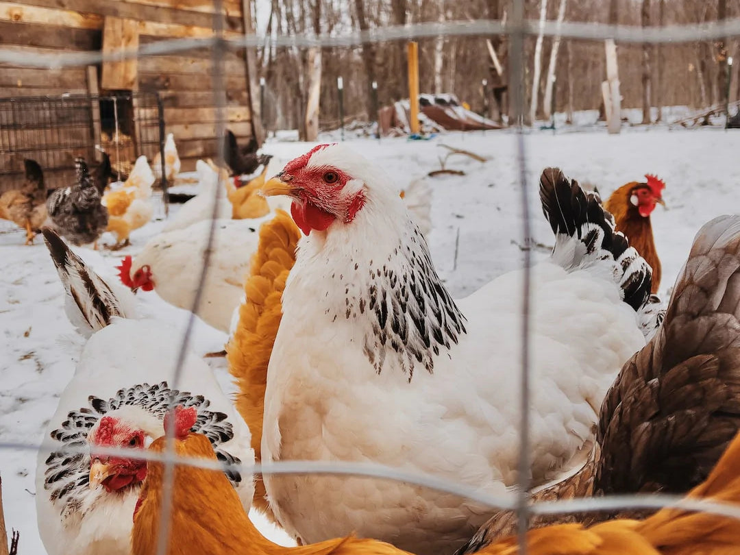instant Billy Goat Eenvoud Kippen in de winter: Voedings- en verzorgingsinstructies | HÜHNERBARON®