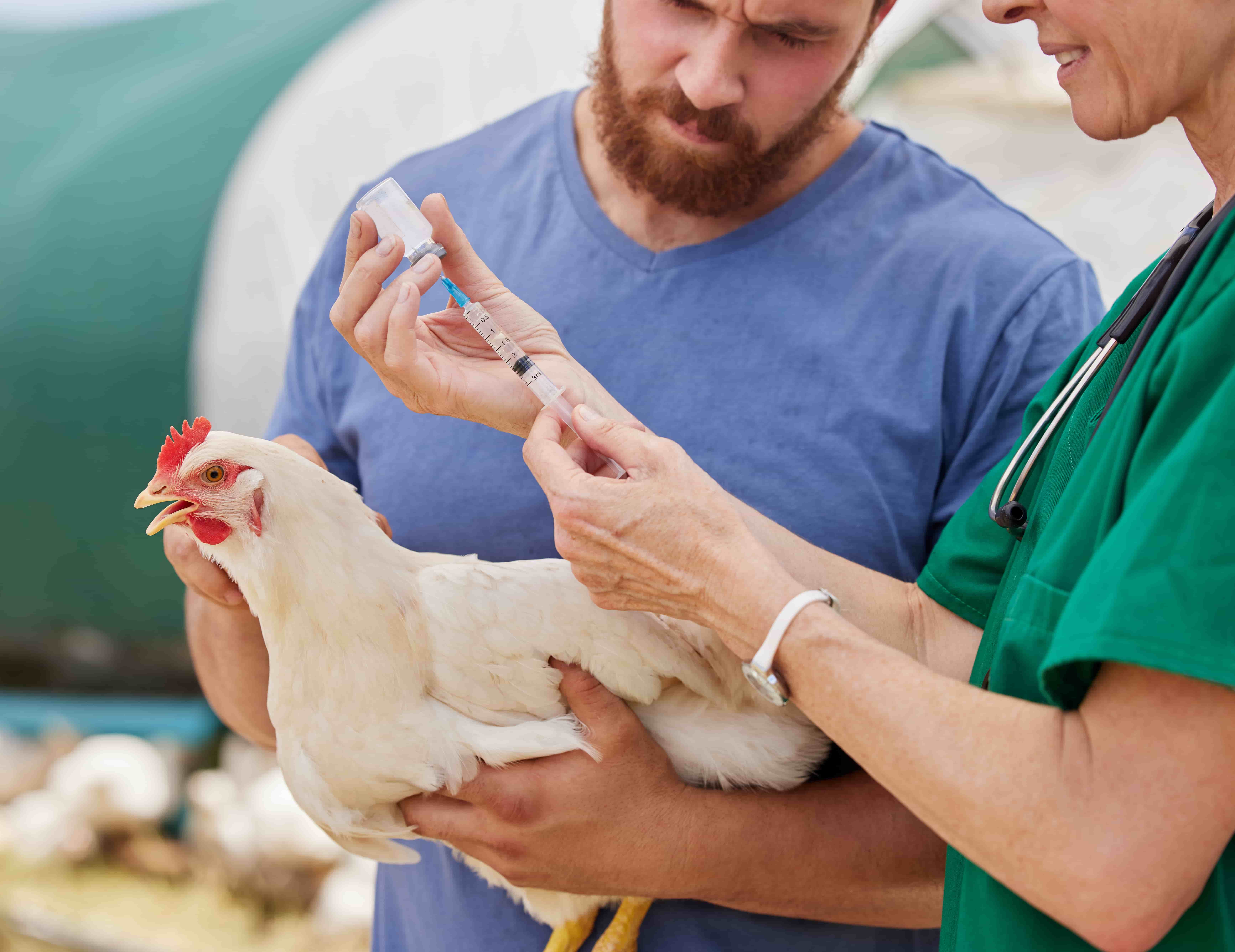 weißes huhn wird geimpft