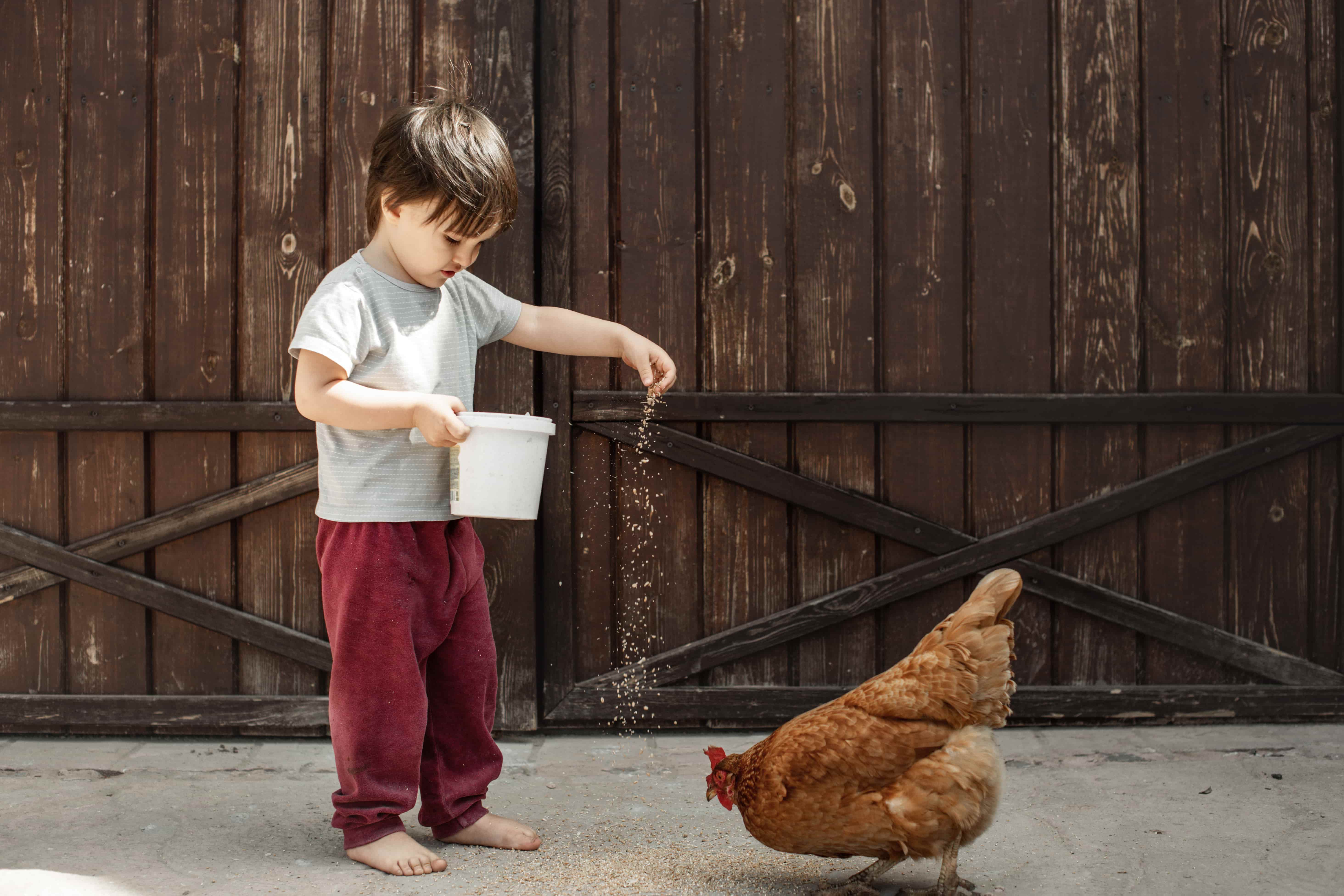 kleines kind füttert braunes huhn