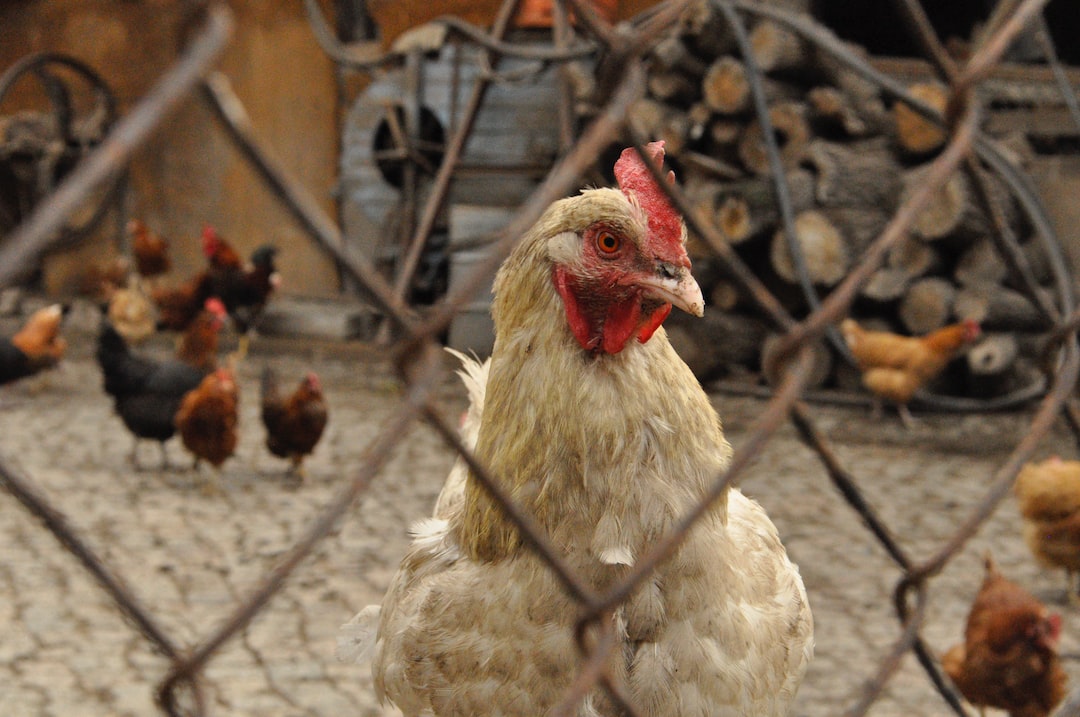 Weißes Huhn hinter einem gartenzaun