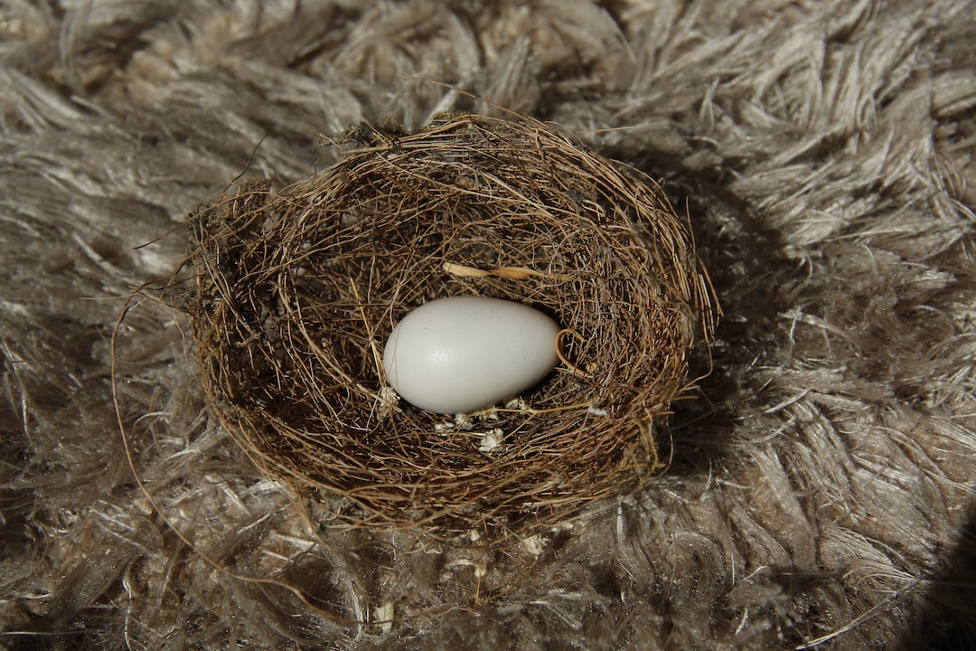 Weißes Ei im Vogelnest