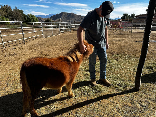 mini horse rescue in california