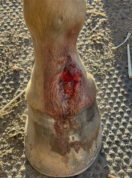 horse hoof injured by tractor supply round pen
