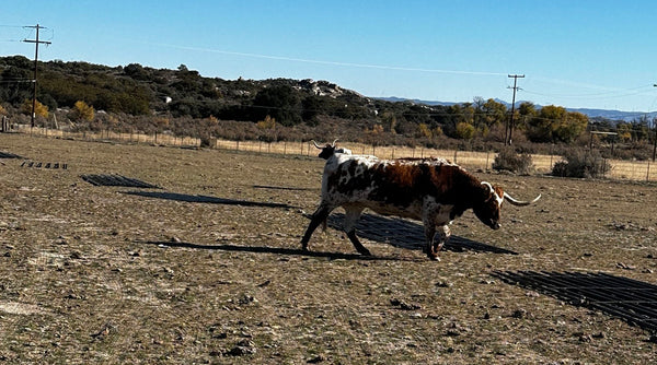 long horn cattle fence panels