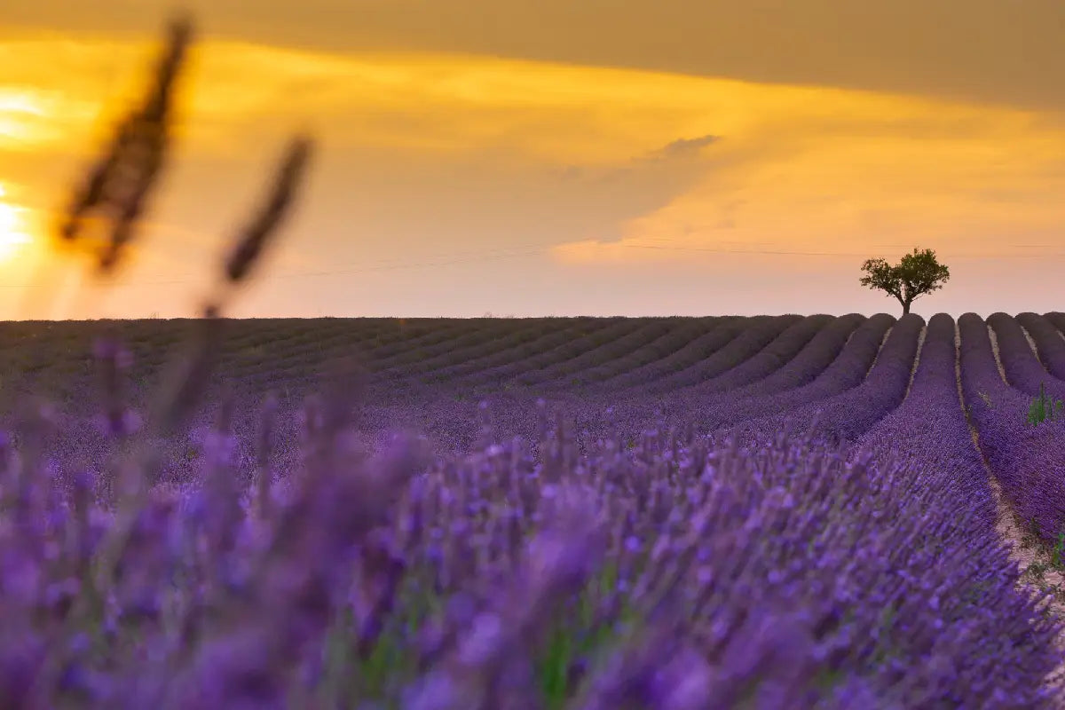 Lavendel som doftnot i parfym