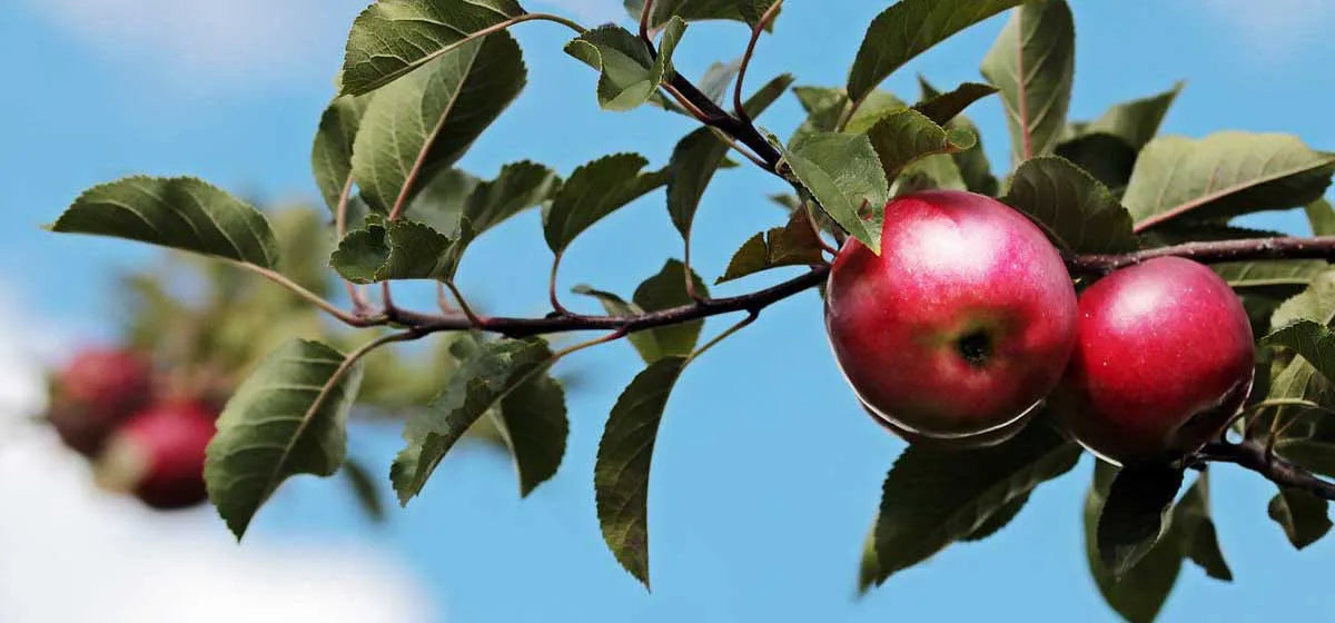 Äpple parfym