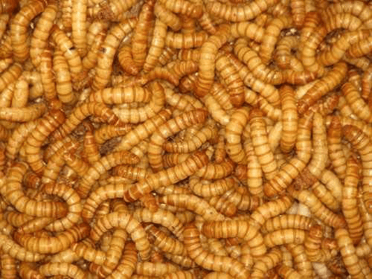 BASSETT'S CRICKET RANCH Buy 250ct Live Waxworms, Pet Food, Fishing