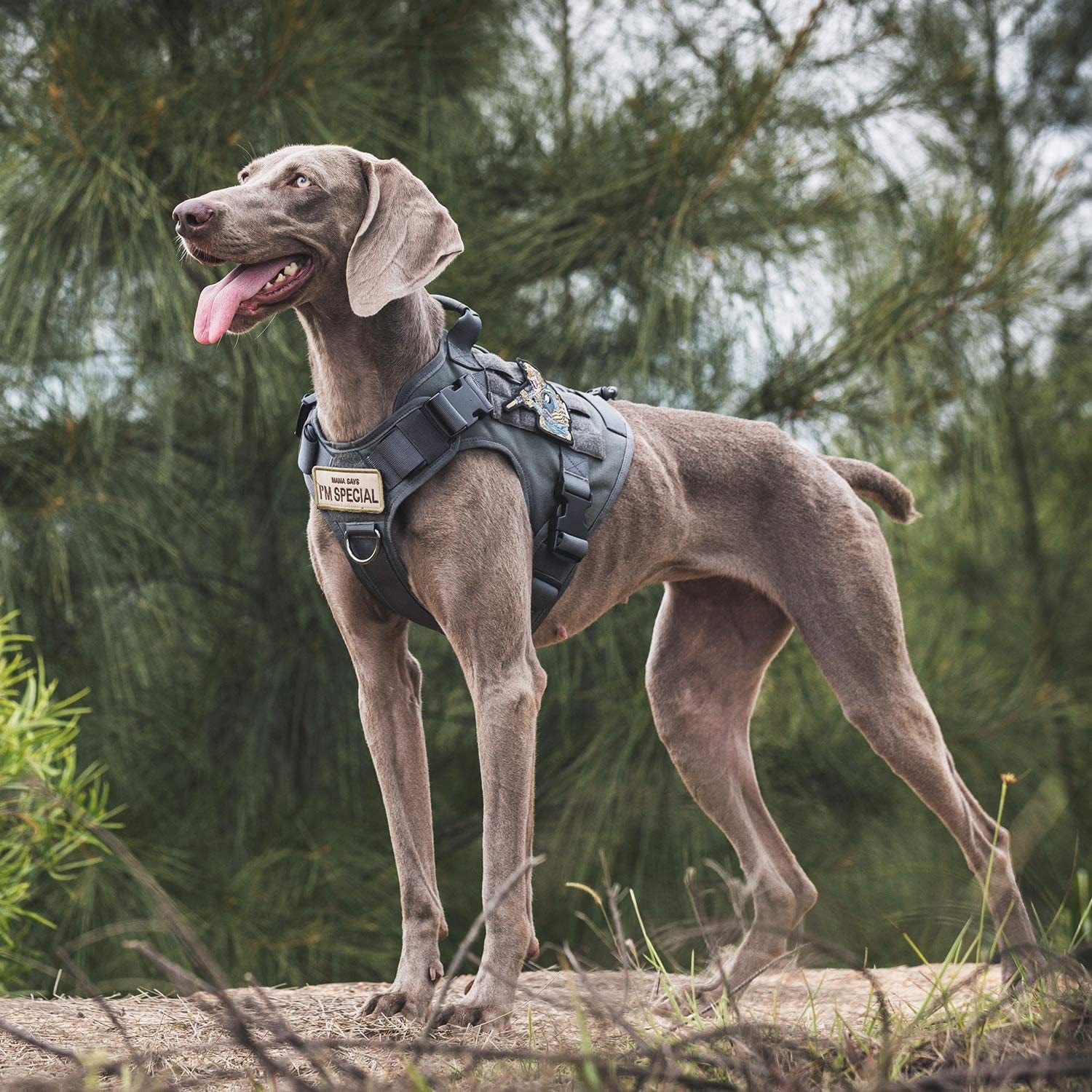 DNALLRINO Tactical Dog Harness for Large Medium Dogs, Heavy Duty