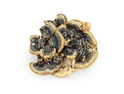 Turkey tail mushrooms