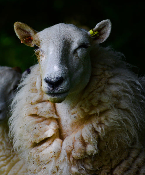 sheep with thick woollen fleece 