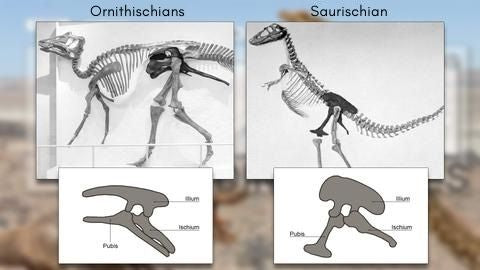 Ornithischians saurischian flying dinosaurs