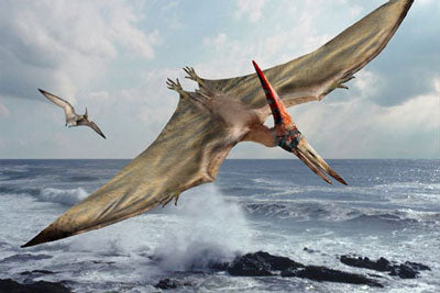 pterosaurs flying dinosaurs 2