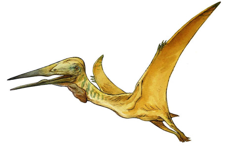 pterosaurs flying dinosaurs