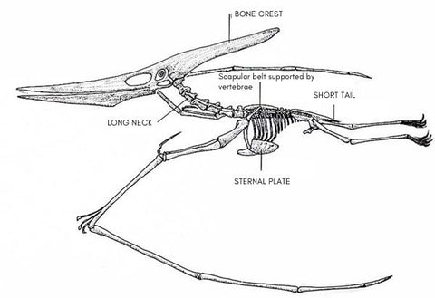 Pterodactyl (Pterodactyl) - ABDO