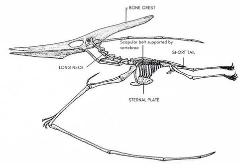 pterosaurus skeleton 