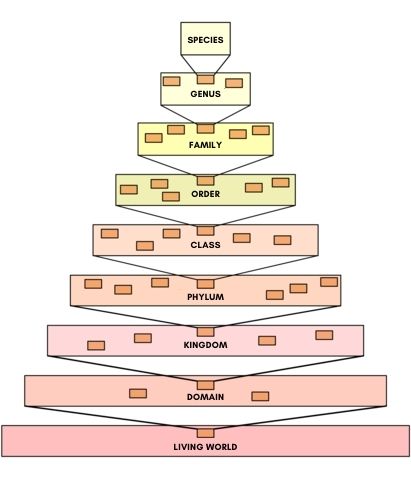 taxonomy different dinosaur