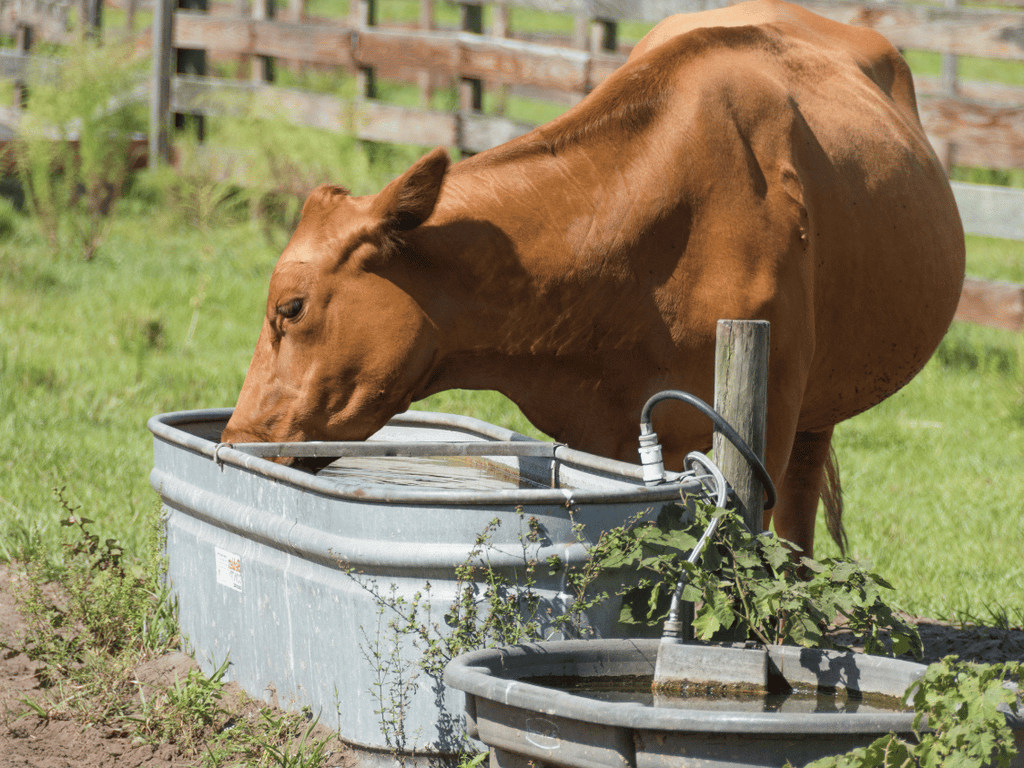 Applications in Livestock Management