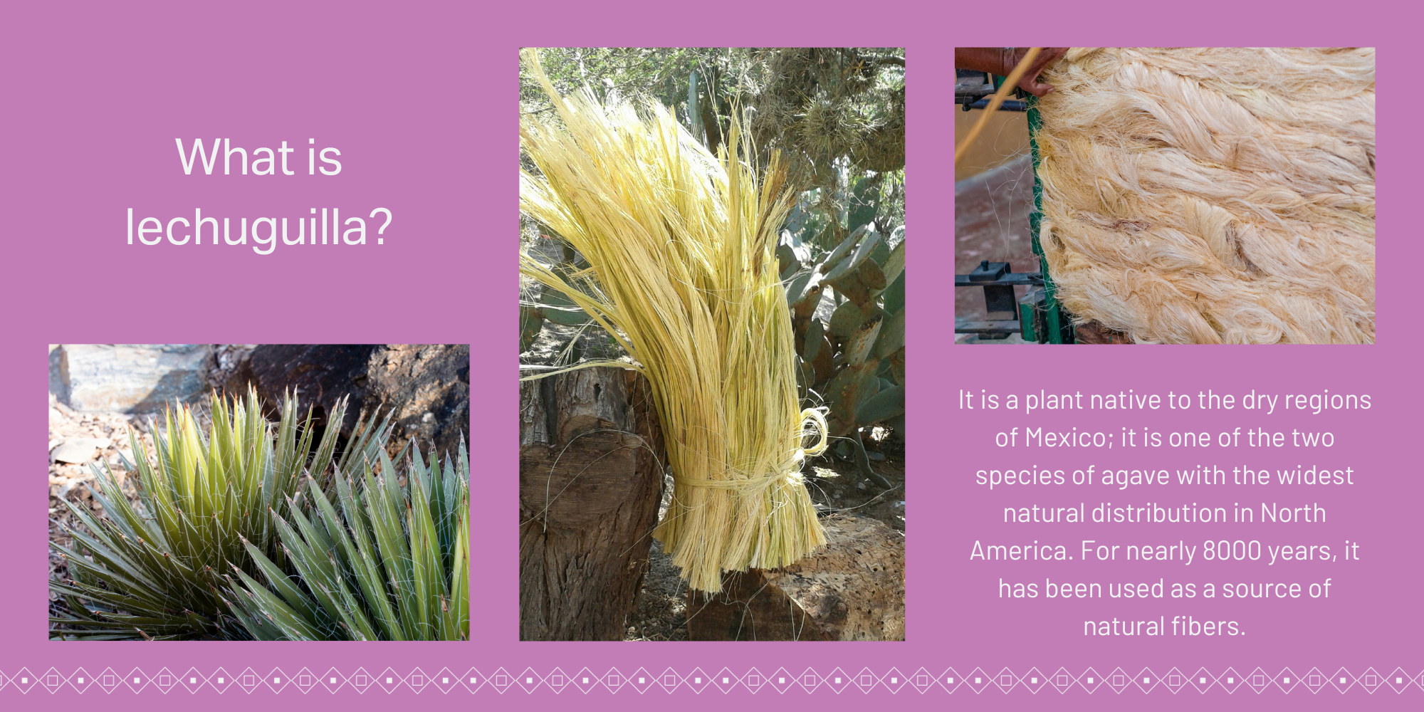 What is lechugilla, an agave plant from mexico