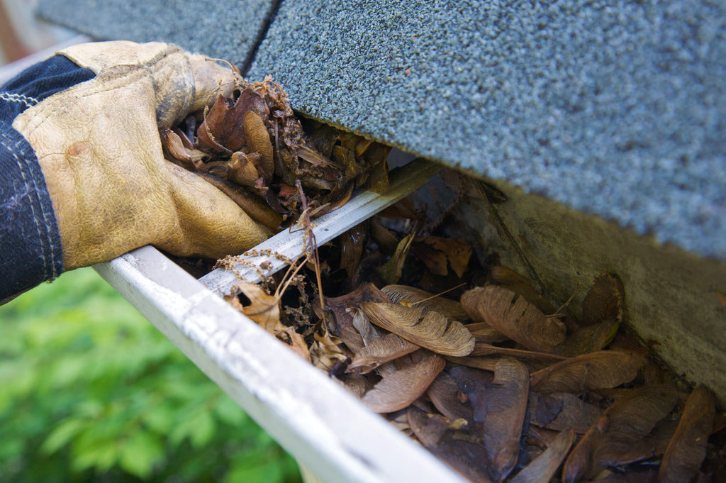 leaves in gutters