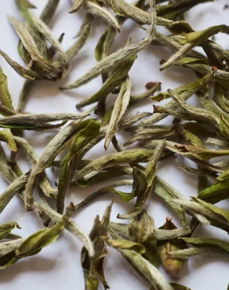 white tea leaf