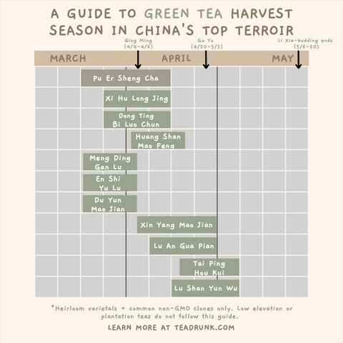 green tea harvest season