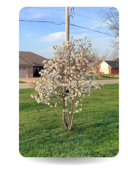 Dr. Merrill Magnolia in bloom in a customer's yard.