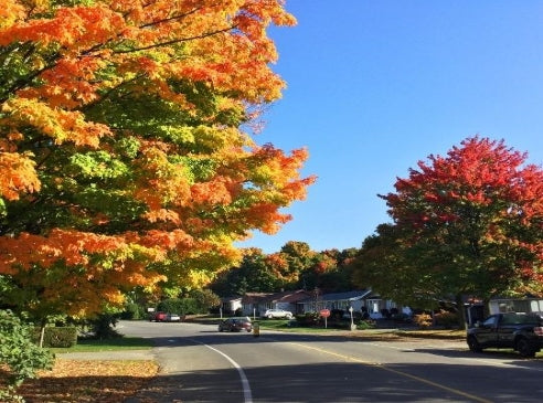 Mature Parkway Trees