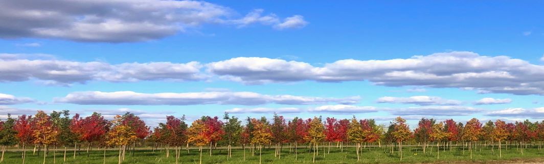 Fall in the SG Nursery