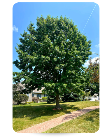 Red Oak with deep green leaves and rounded crown planted in a front yard.