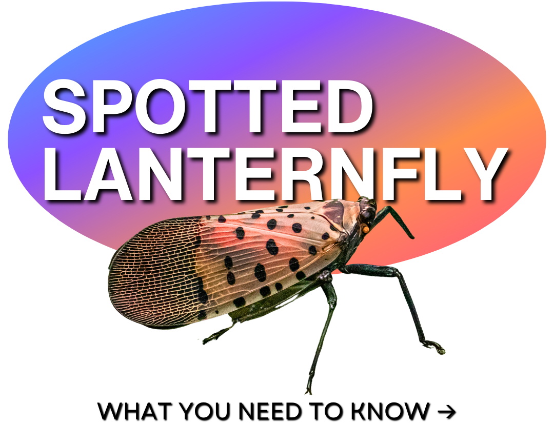 Spotted Lanternfly Text header with pic of spotted lantern fly over the words