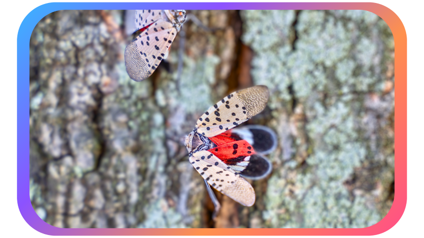 Spotted Lanternfly on a tree trunk