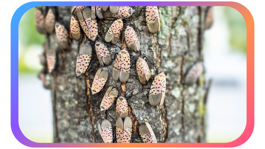 Spotted Lanternfly on Tree Trunk