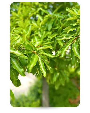 Shingle Oak leaves closeup