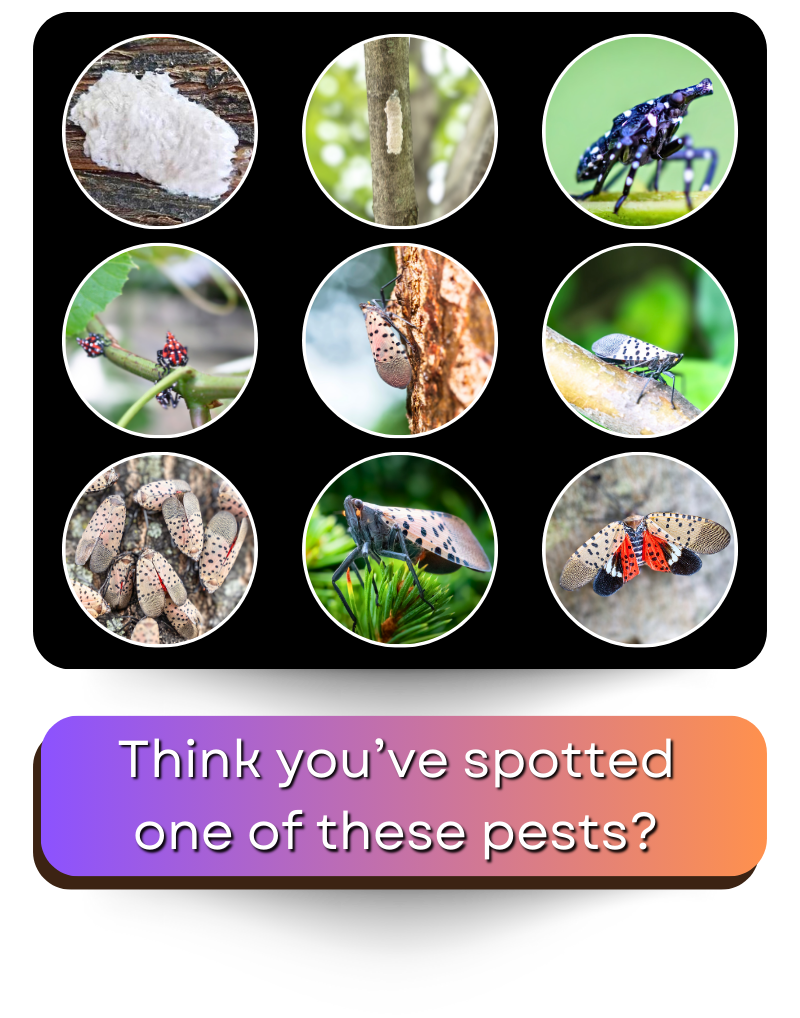 Spotted Lanternfly Lifecycle