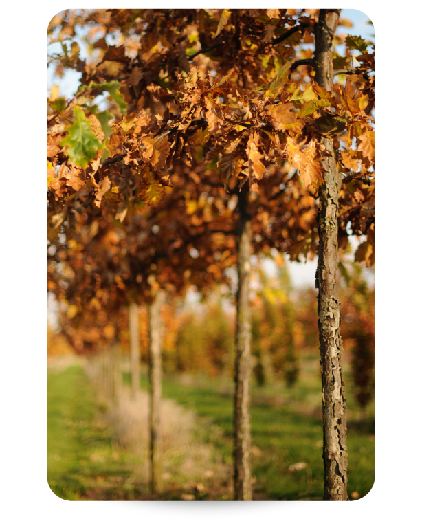 Swamp White Oak growing in the nursery field shown in the fall with fawn brown leaves and exfoliating bark