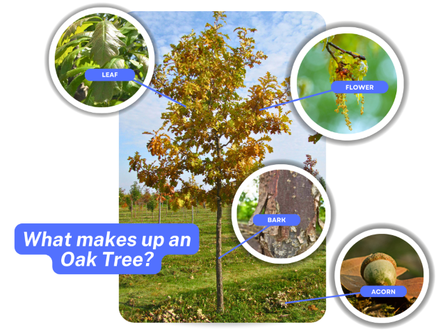 Photo diagram of the parts of an oak tree